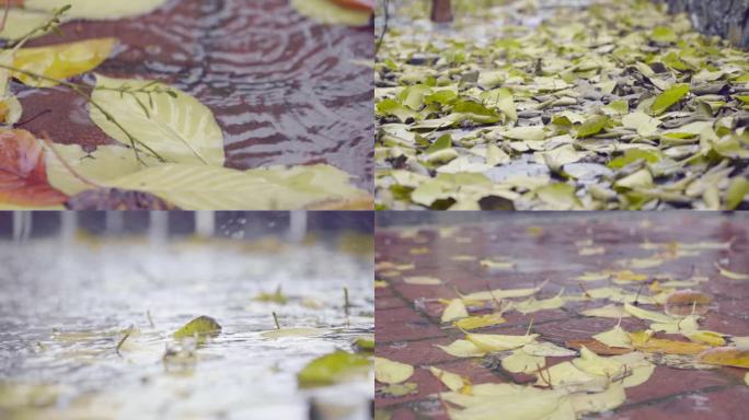 秋雨秋天下雨落叶秋天的雨水枫叶银杏叶黄叶