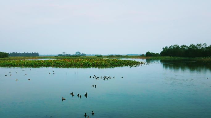 4K湿地湖泊鸟群