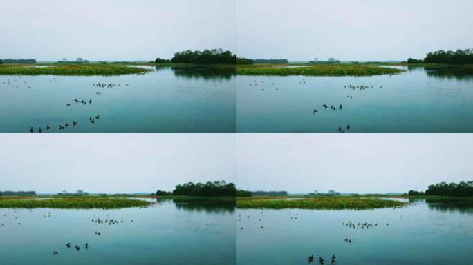 4K湿地湖泊鸟群