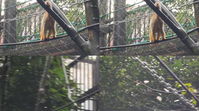 四川雅安碧峰峡野生动物园小猴子