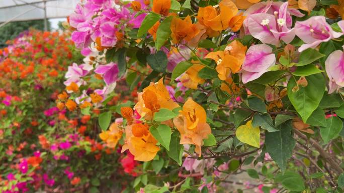 花园里种植的灿烂盛开的各种颜色三角梅