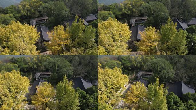 秋季银杏树航拍景观