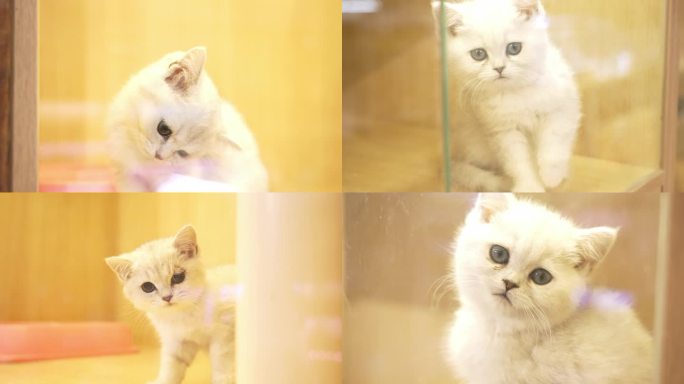4K小奶猫 幼猫 小猫咪 可爱白猫