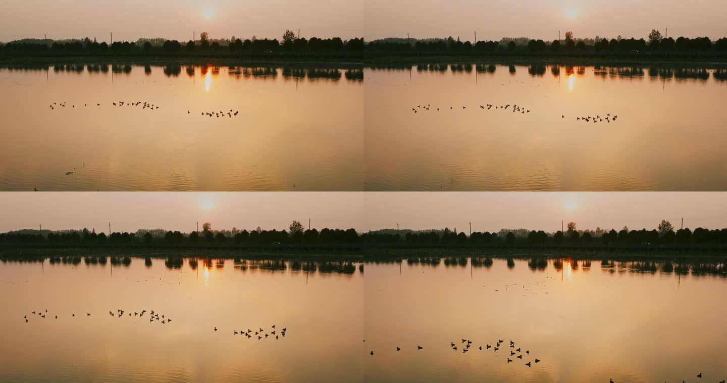 4K夕阳湖面水鸟