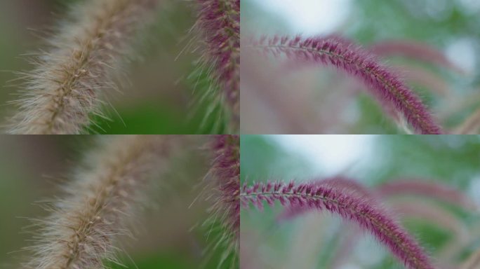 写意狗尾草自然空镜头