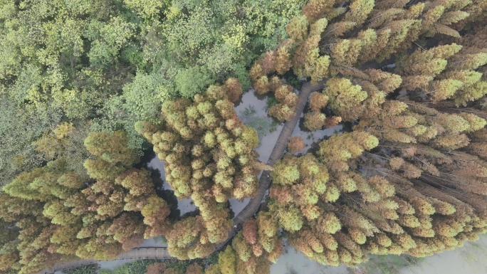 崇州桤木河湿地公园秋天航拍风光