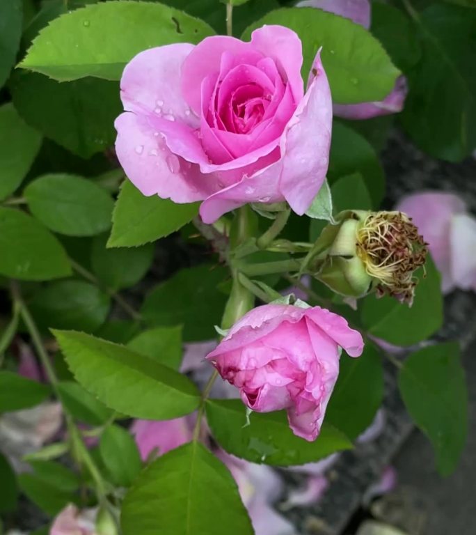 美丽的杂交茶玫瑰在风中摇曳，特写
