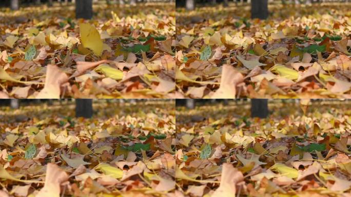 秋天落叶缓缓飘落的慢镜头