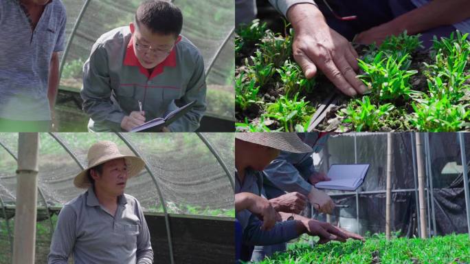 石斛种植基地跟管理员学习种植石斛知识