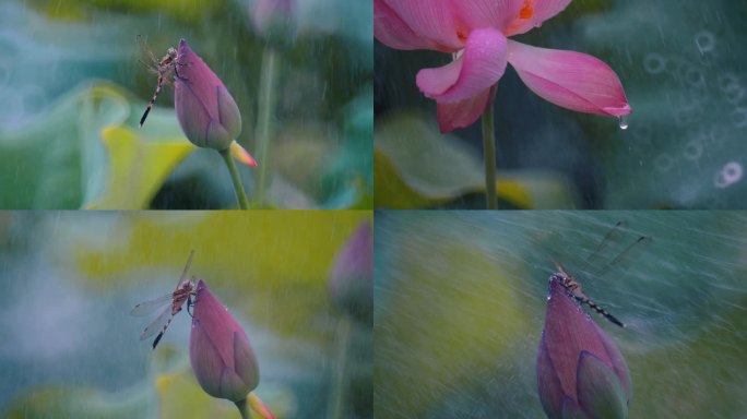 荷花蜻蜓雨水高清视频