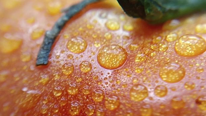 B40 阳光下西红柿番茄新鲜蔬菜