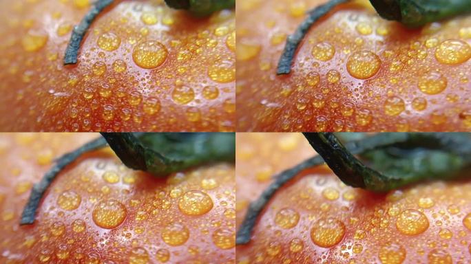 B40 阳光下西红柿番茄新鲜蔬菜