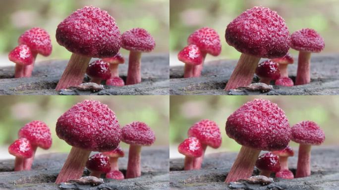旧原木上的蘑菇有毒不可食用危险