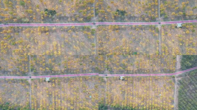 山东济南：黄河岸边千亩银杏保护黄河生态