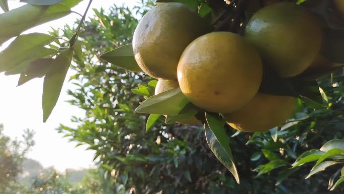 沃柑种植基地植物园果苗园艺场水果园晚霞