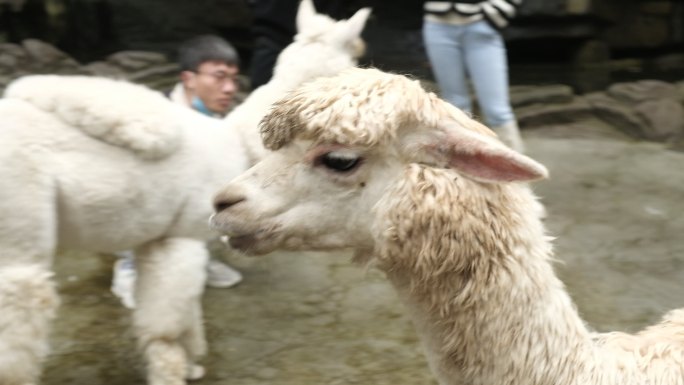 四川雅安碧峰峡野生动物园羊驼