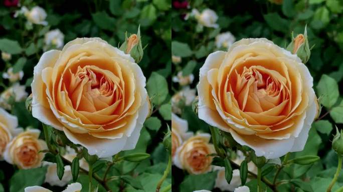 美丽的杂交茶玫瑰在风中摇曳，特写