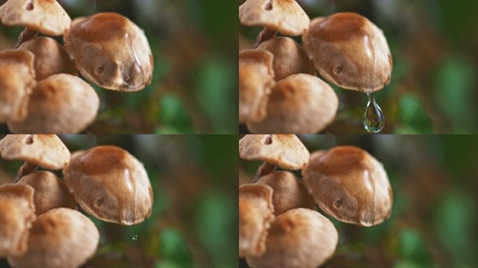 SLO MO LD从小蘑菇上落下的水滴