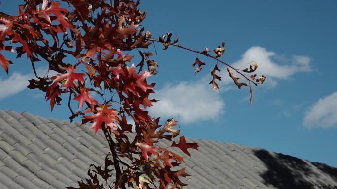 深秋时节的秋景与秋叶红叶蓝天白云红叶