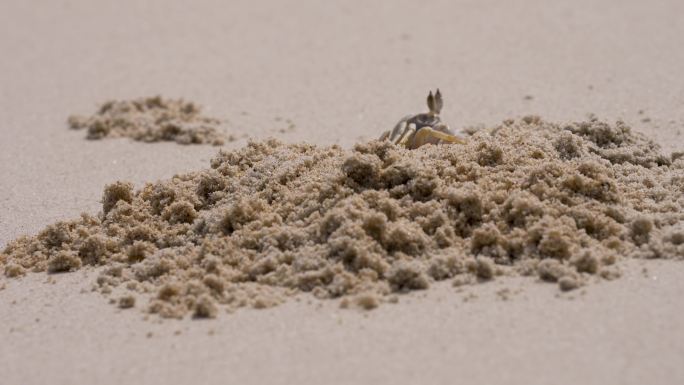沙滩螃蟹