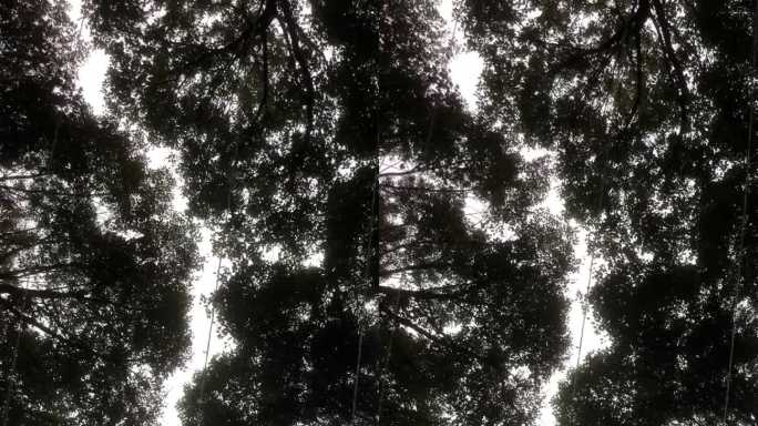 树林森林天空逆光风吹树叶