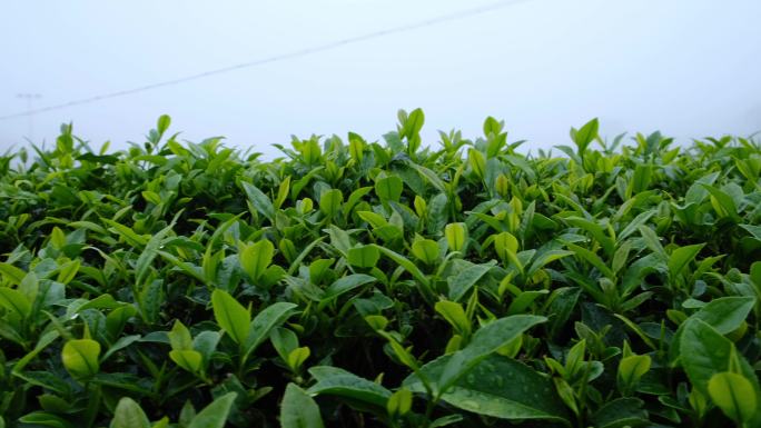 雨后茶园里的茶叶在滴水