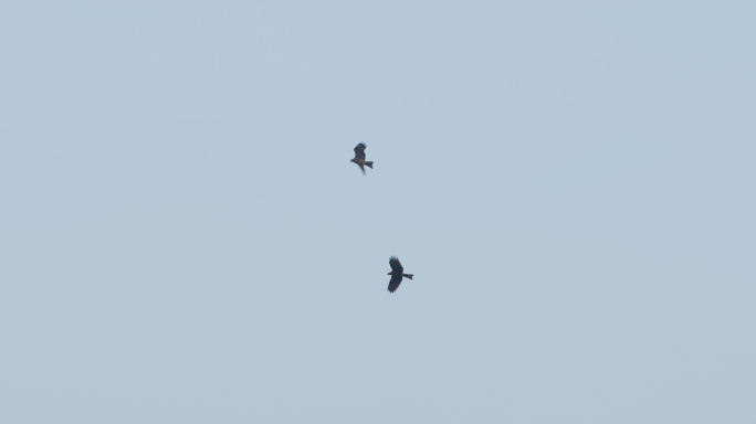 两只老鹰在觅食，比翼齐飞