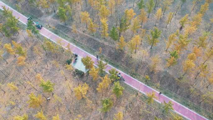 山东济南：黄河岸边千亩银杏保护黄河生态