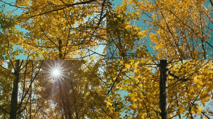 秋风下飞舞的银杏树叶，视频素材