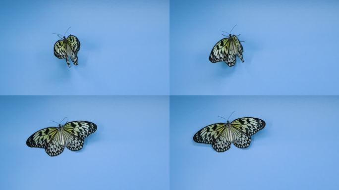 蓝色背景上美丽的纸风筝蝴蝶