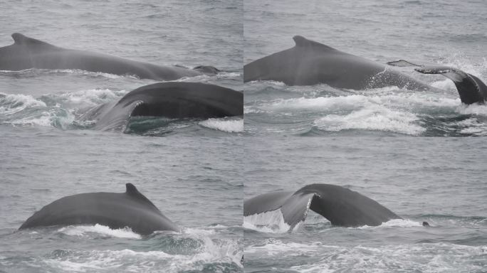 驼背鲸大海潜水深海生物实拍视频素材