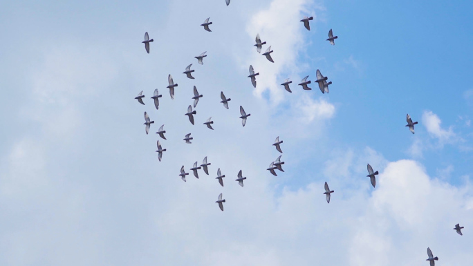 几十组鸽子飞翔白鸽起飞和平鸽飞鸟一群鸽子