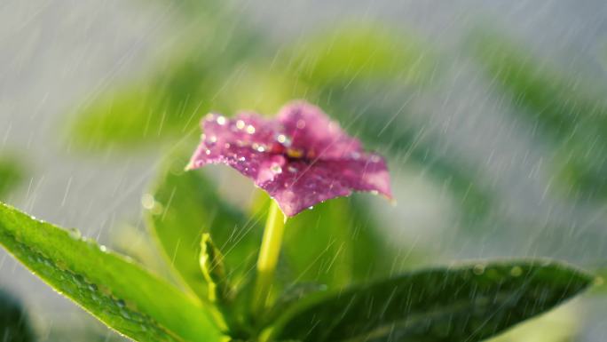 浇花 水滴 透亮 生命 细雨 水珠