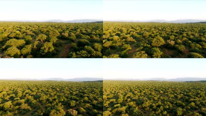 南非林波波省猴面包树