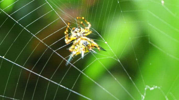 哈塞尔的蜘蛛网哈塞尔蜘蛛网爬行大自然