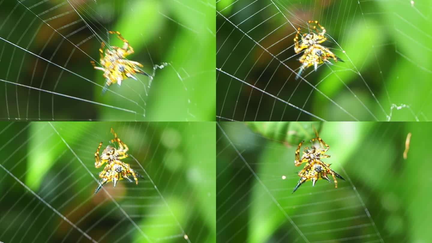 哈塞尔的蜘蛛网哈塞尔蜘蛛网爬行大自然