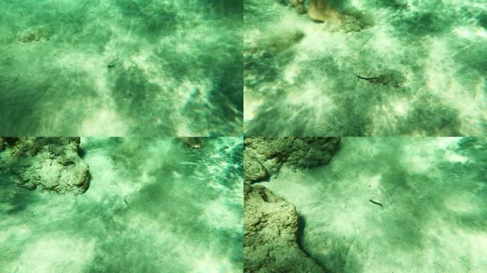 水下生活。海底的鱼和沙子