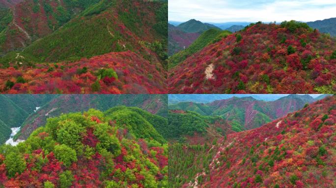 满山红叶震撼航拍群山5