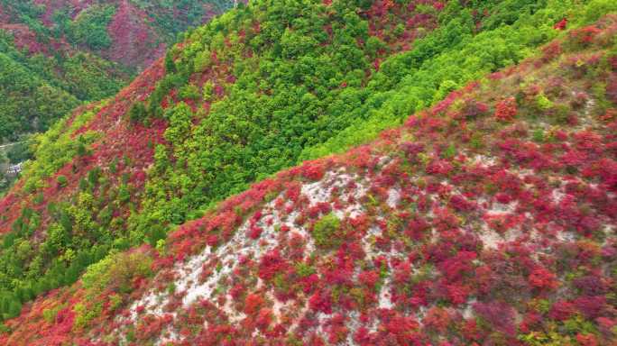 满山红叶震撼航拍群山6_1