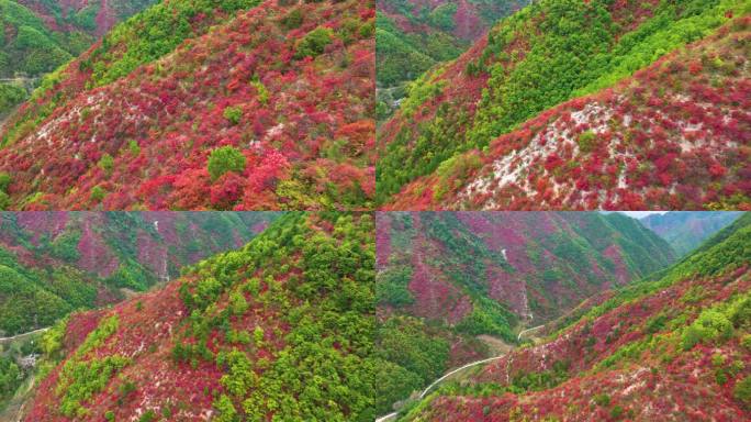 满山红叶震撼航拍群山6_1