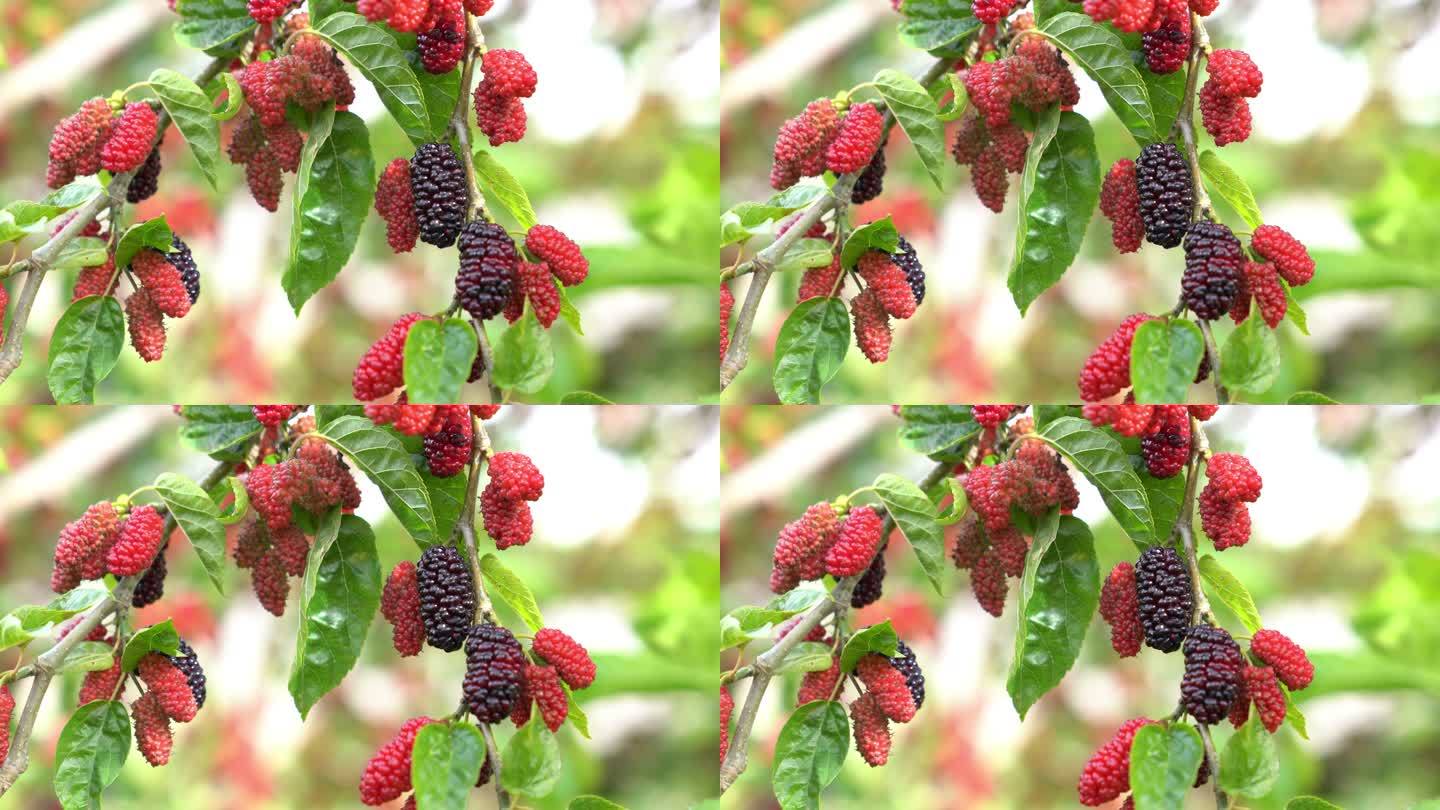桑树的UHD视频水果丰收喜悦果实采摘种植