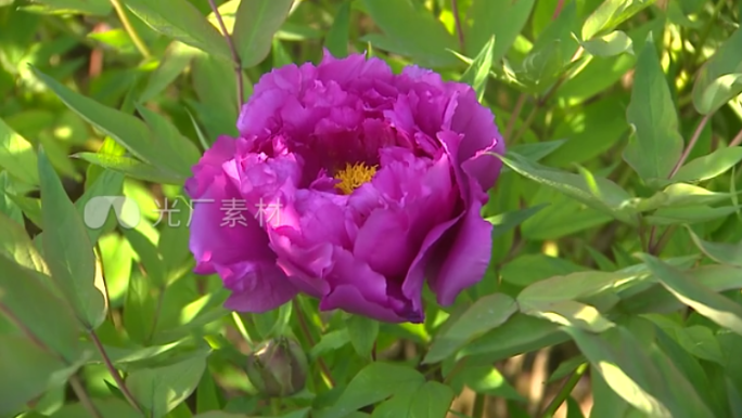 牡丹 竹叶紫