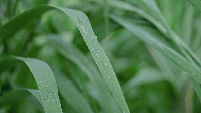 寒露小清新绿植露珠下雨天水珠雨天雨滴露水