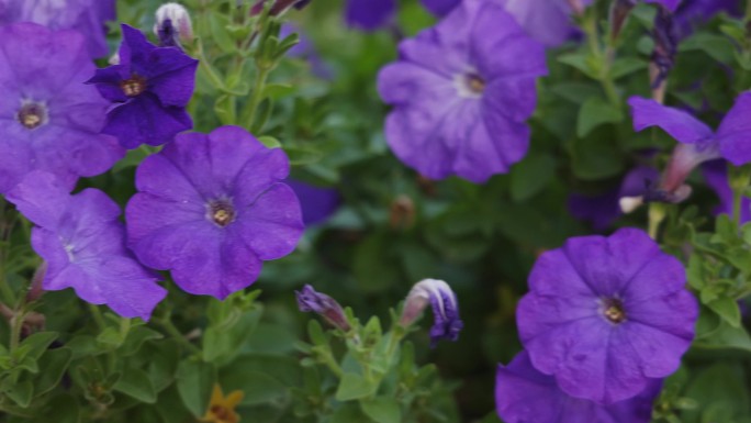 牵牛花开花植物 紫色喇叭花