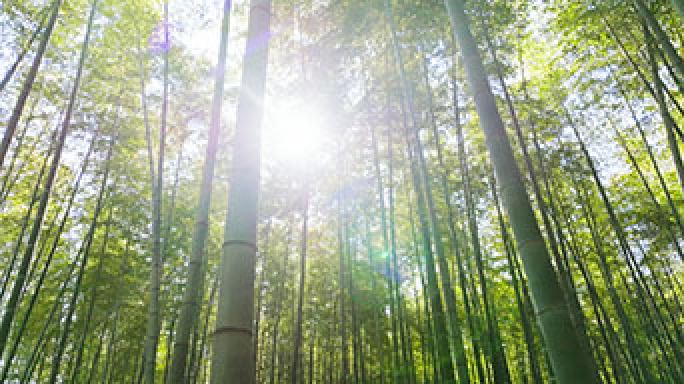 竹林 竹林逆光