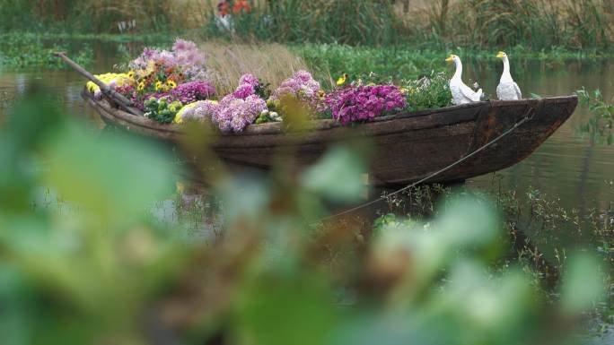 小船上的菊花盆景