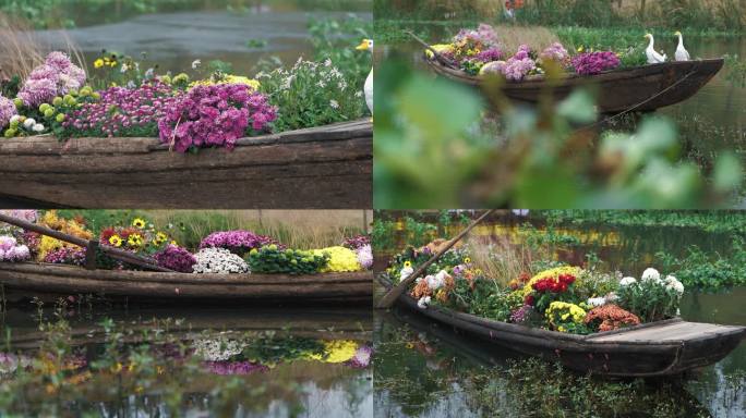 小船上的菊花盆景