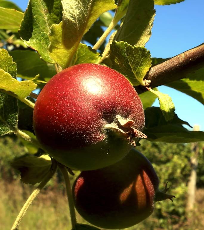 生长在果园里的早季苹果。垂直视频。