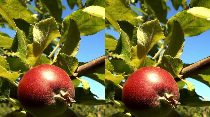 生长在果园里的早季苹果。垂直视频。