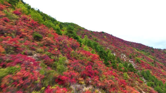 满山红叶震撼航拍群山3